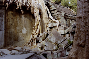 AR[bg ^v[ J{WA Angkolwat TaProhm SiemReap Cambodia 2004N