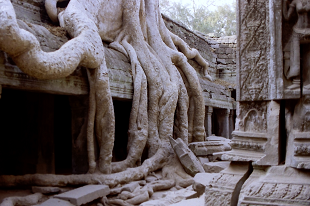 AR[bg ^v[ J{WA Angkolwat TaProhm SiemReap Cambodia 2004N