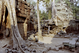 AR[bg ^v[ J{WA Angkolwat TaProhm SiemReap Cambodia 2004N