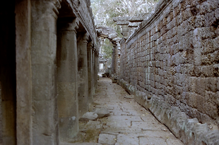 AR[bg ^v[ J{WA Angkolwat TaProhm SiemReap Cambodia 2004N