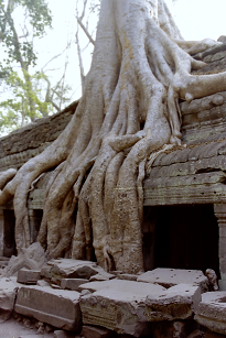 AR[bg ^v[ J{WA Angkolwat TaProhm SiemReap Cambodia 2004N