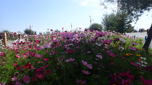 青海湖ツアー QingHaiHu Tour 西寧 XINING 青海湖 QingHaiHu 花 flower