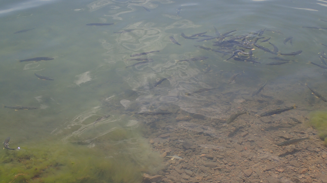 青海湖ツアー QingHaiHu Tour 西寧 XINING 青海湖 QingHaiHu 魚 fish