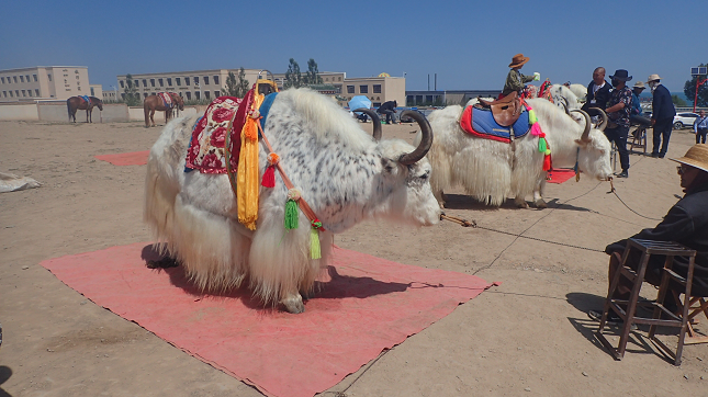 青海湖ツアー QingHaiHu Tour 西寧 XINING 青海湖 QingHaiHu ヤク Wild yak