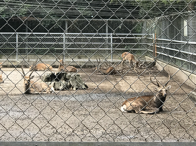 KashimaJingu KashimaShirein deer