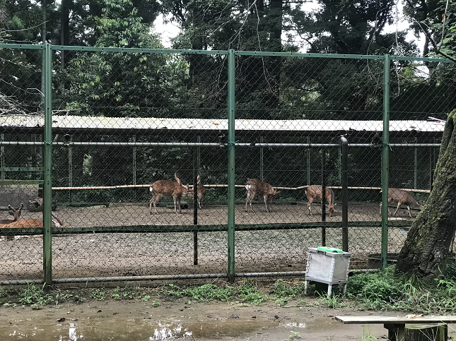 KatoriJingu KatoriShirein deer