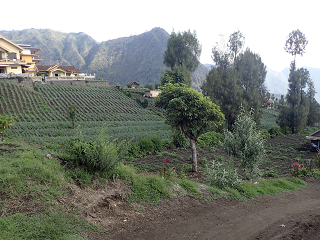 チェモロラワン村 CemoroLawang ブロモ山 Mt.Bromo